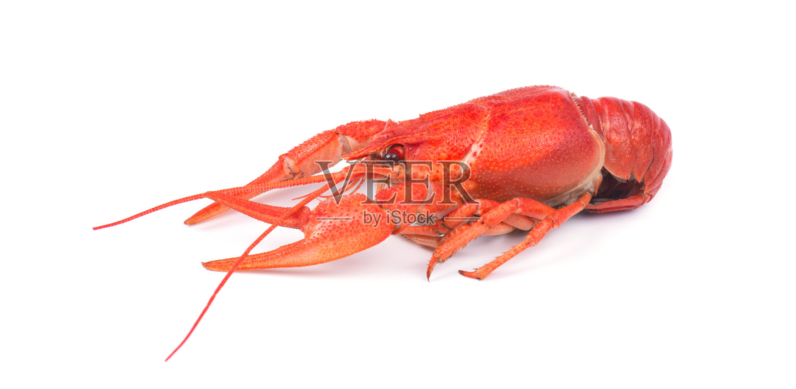 新鲜的煮红小龙虾，孤立在白色背景。照片摄影图片