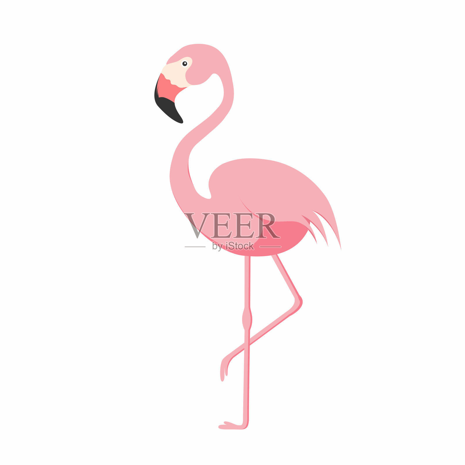火烈鸟孤立的背景。粉红色的火烈鸟单腿站立。非洲珍奇的鸟设计元素图片