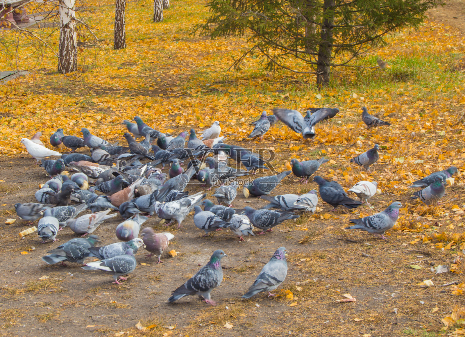 一群鸽子围着散落的饲料。模糊焦点照片摄影图片
