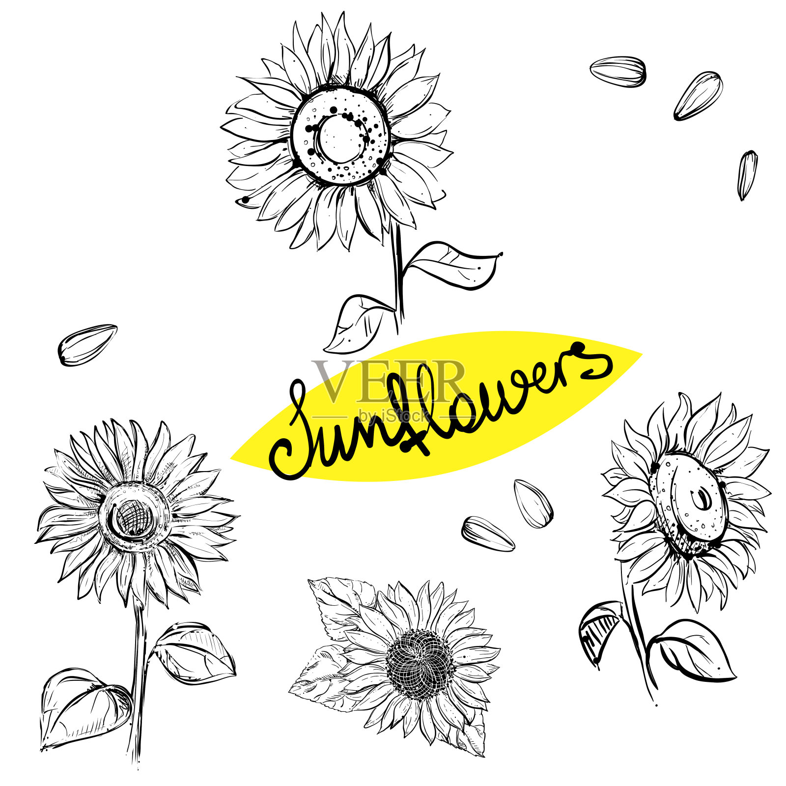 手绘矢量插图一套单色向日葵，谷物，种子。草图。向量eps 8插画图片素材