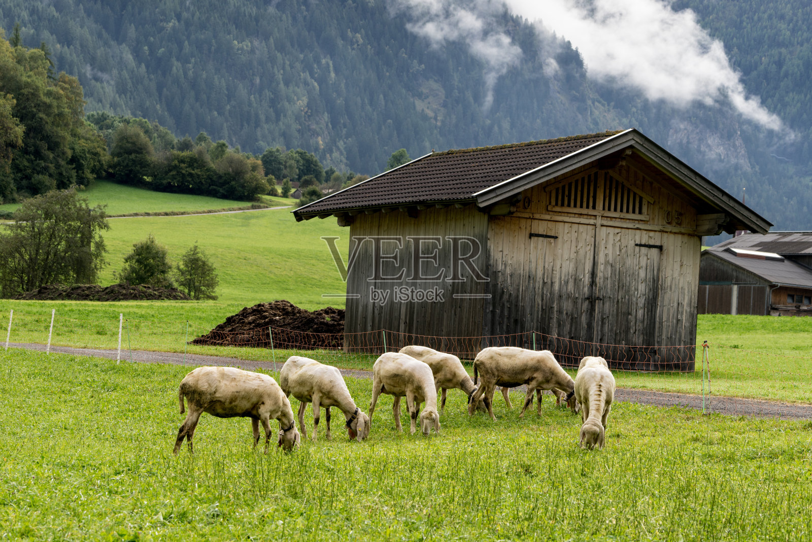 阿尔卑斯山的羊，脖子上挂着铃铛。奥地利阿尔卑斯山上的动物照片摄影图片