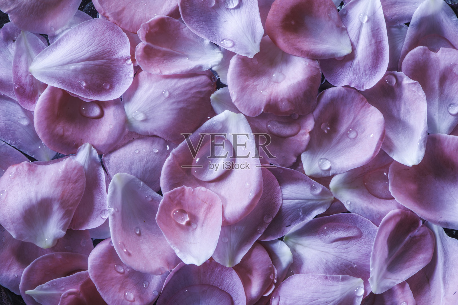 粉红色的玫瑰花瓣照片摄影图片