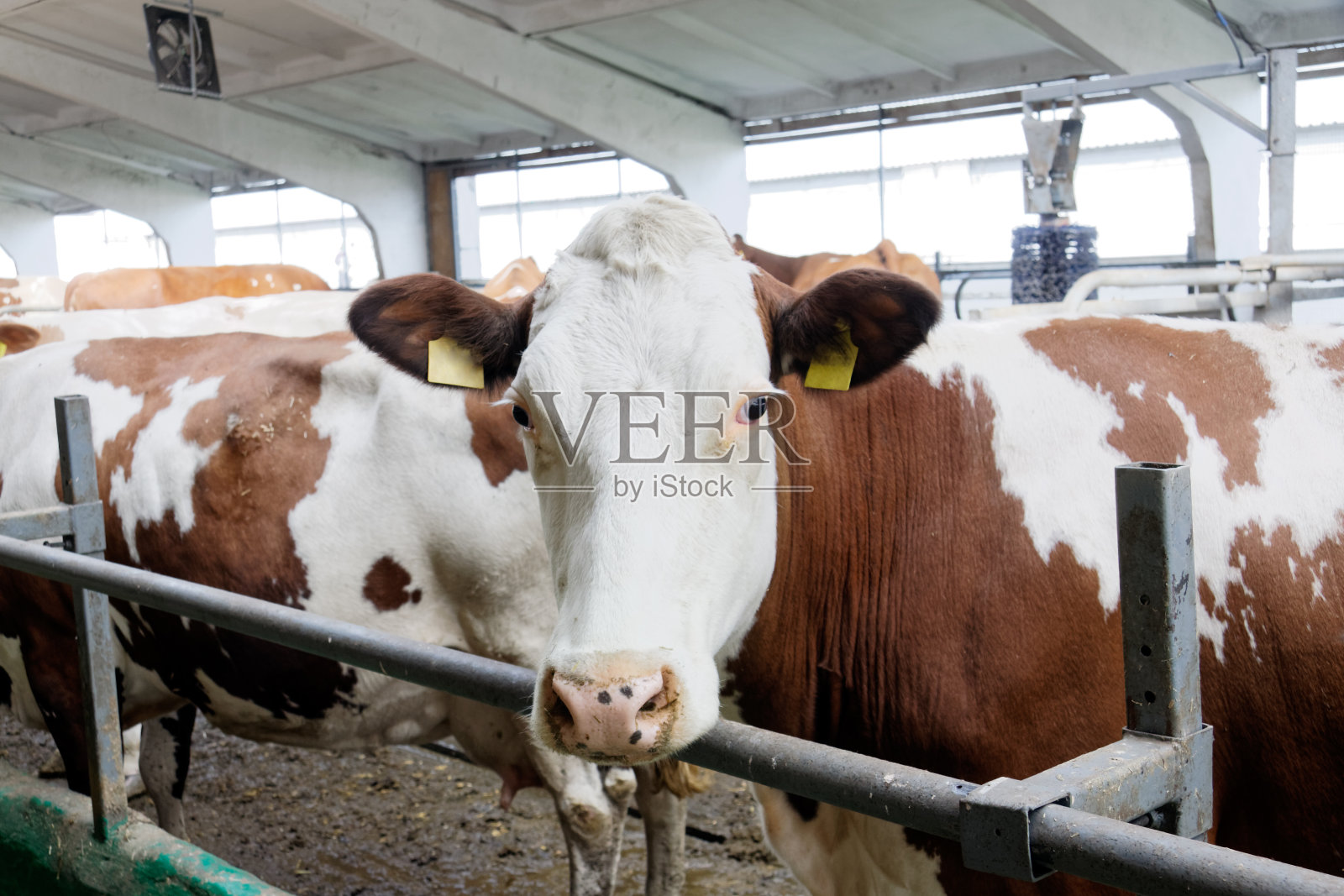 农场牛棚里的奶牛照片摄影图片
