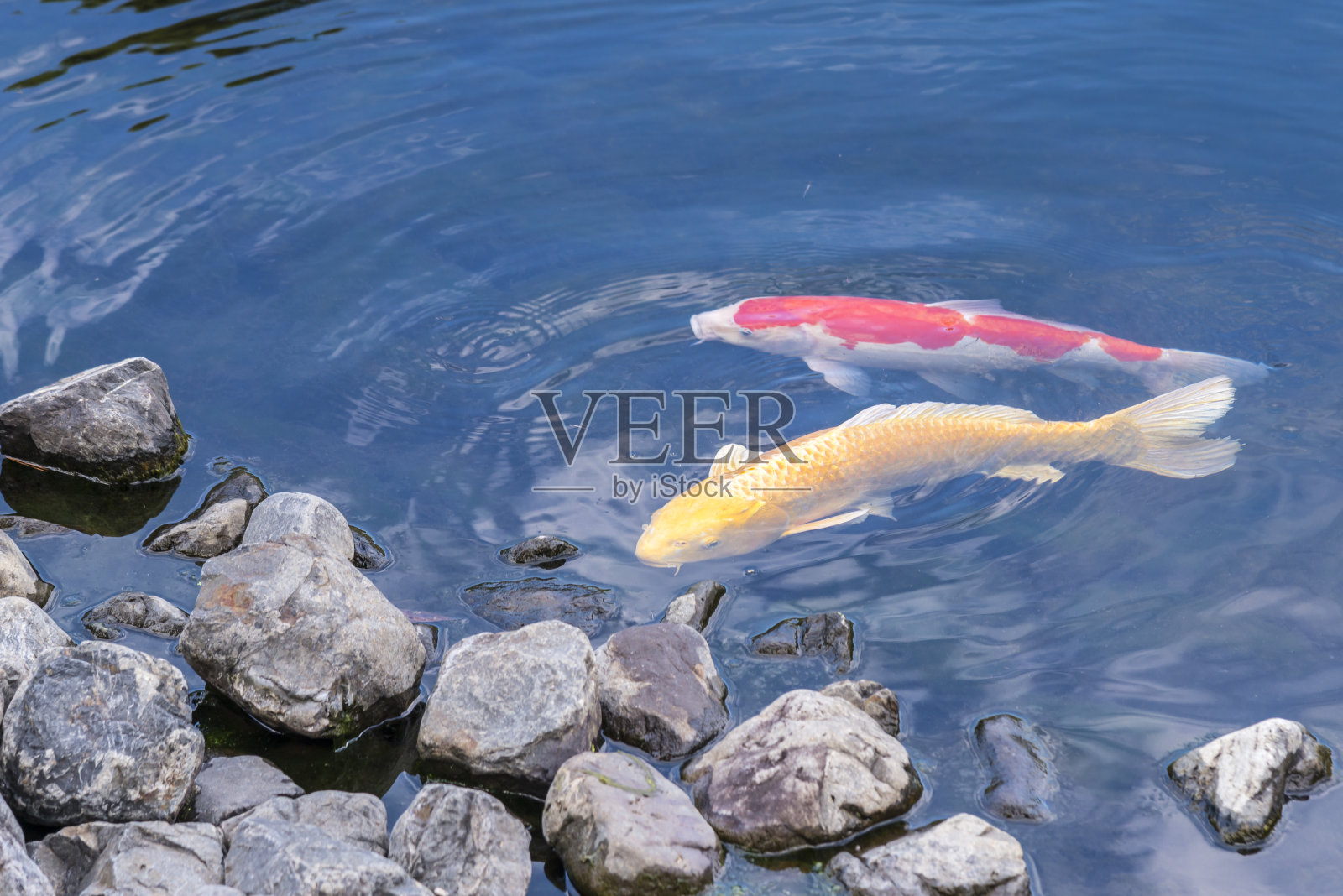 日本国家公园里的红黄锦鲤。日本姬路城照片摄影图片