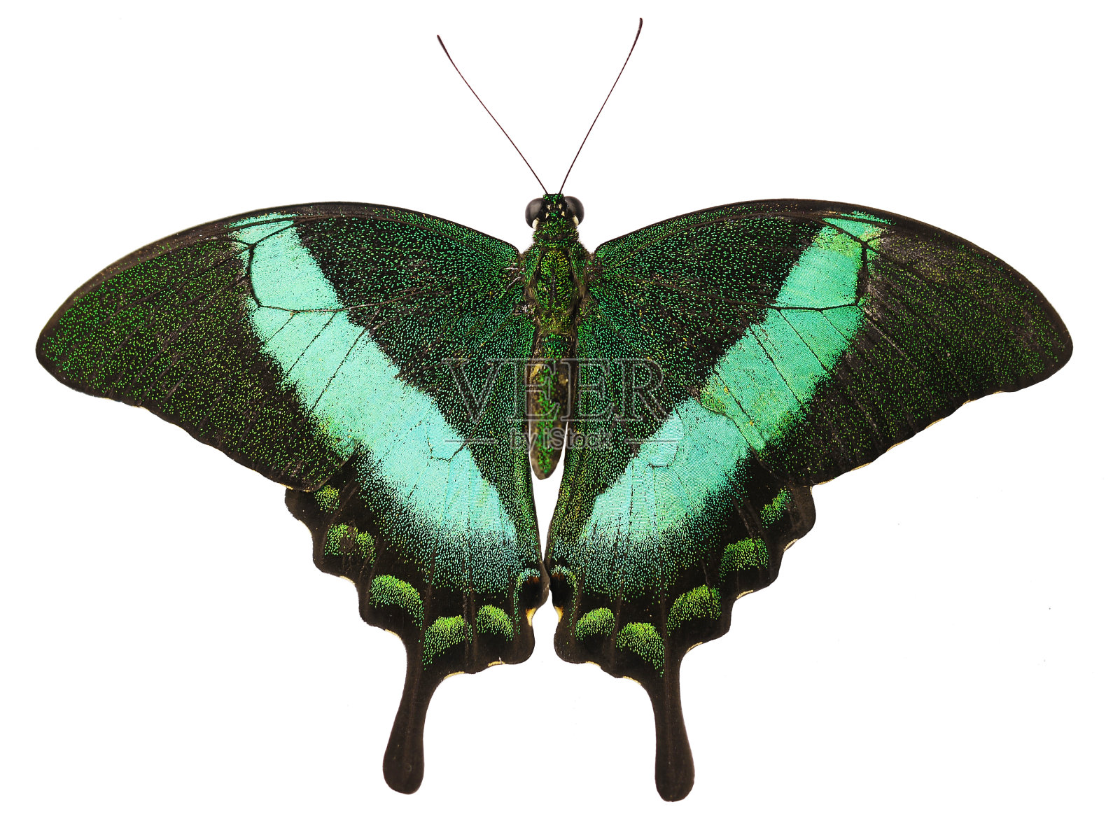 带绿色条纹的孔雀蝶孤立在白色的背景上照片摄影图片