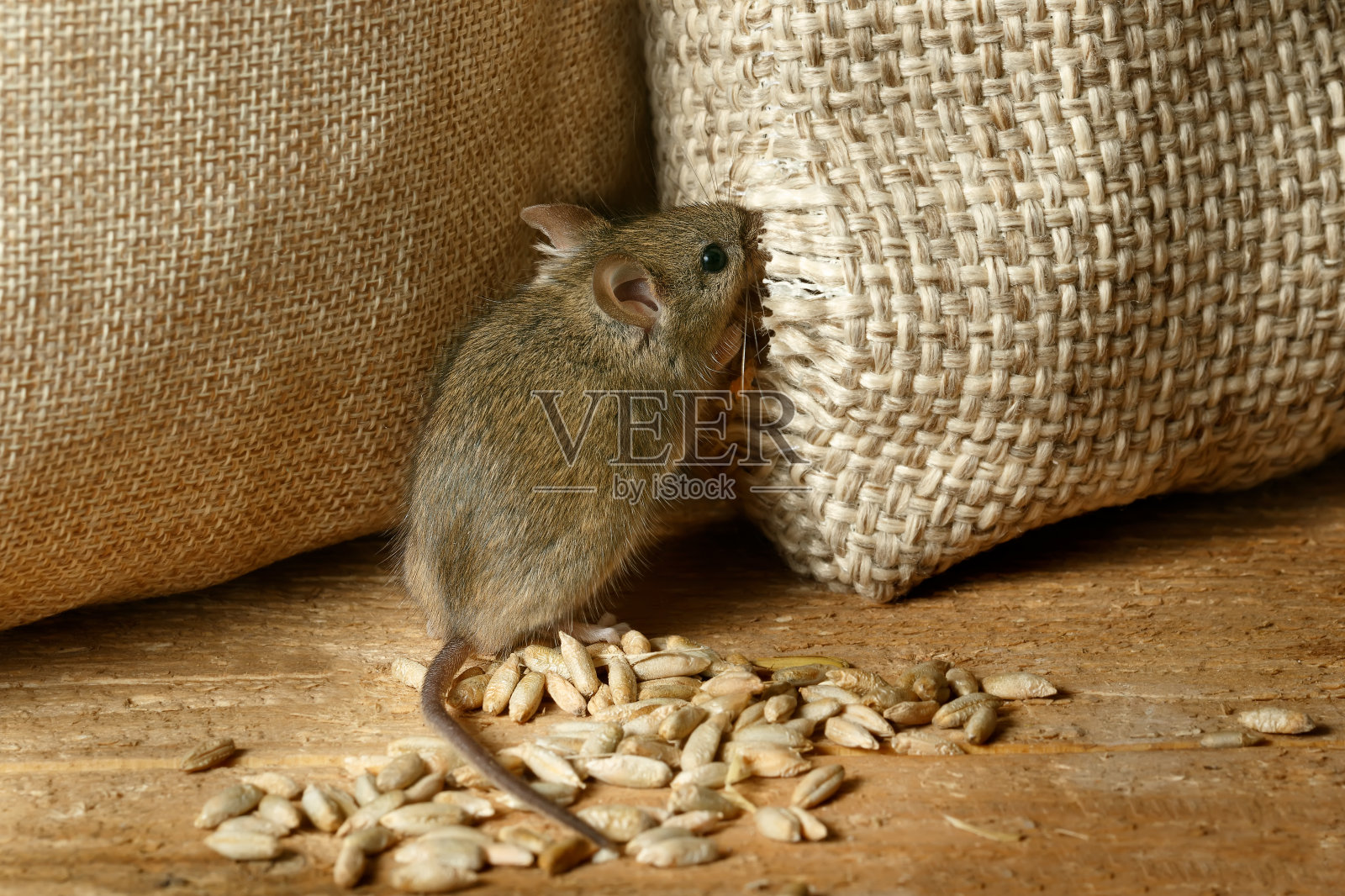镜头近了，田鼠正在啃着仓库里的一袋粮食照片摄影图片
