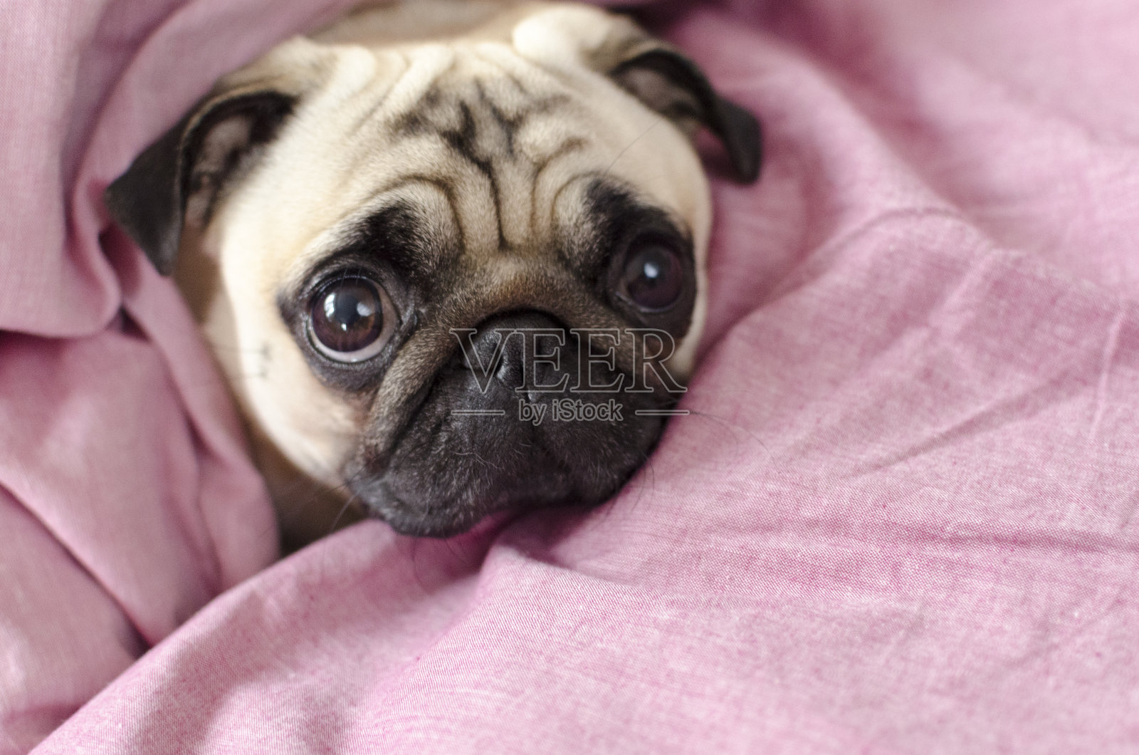 可爱的狗品种哈巴狗包裹在粉红色的空白照片摄影图片