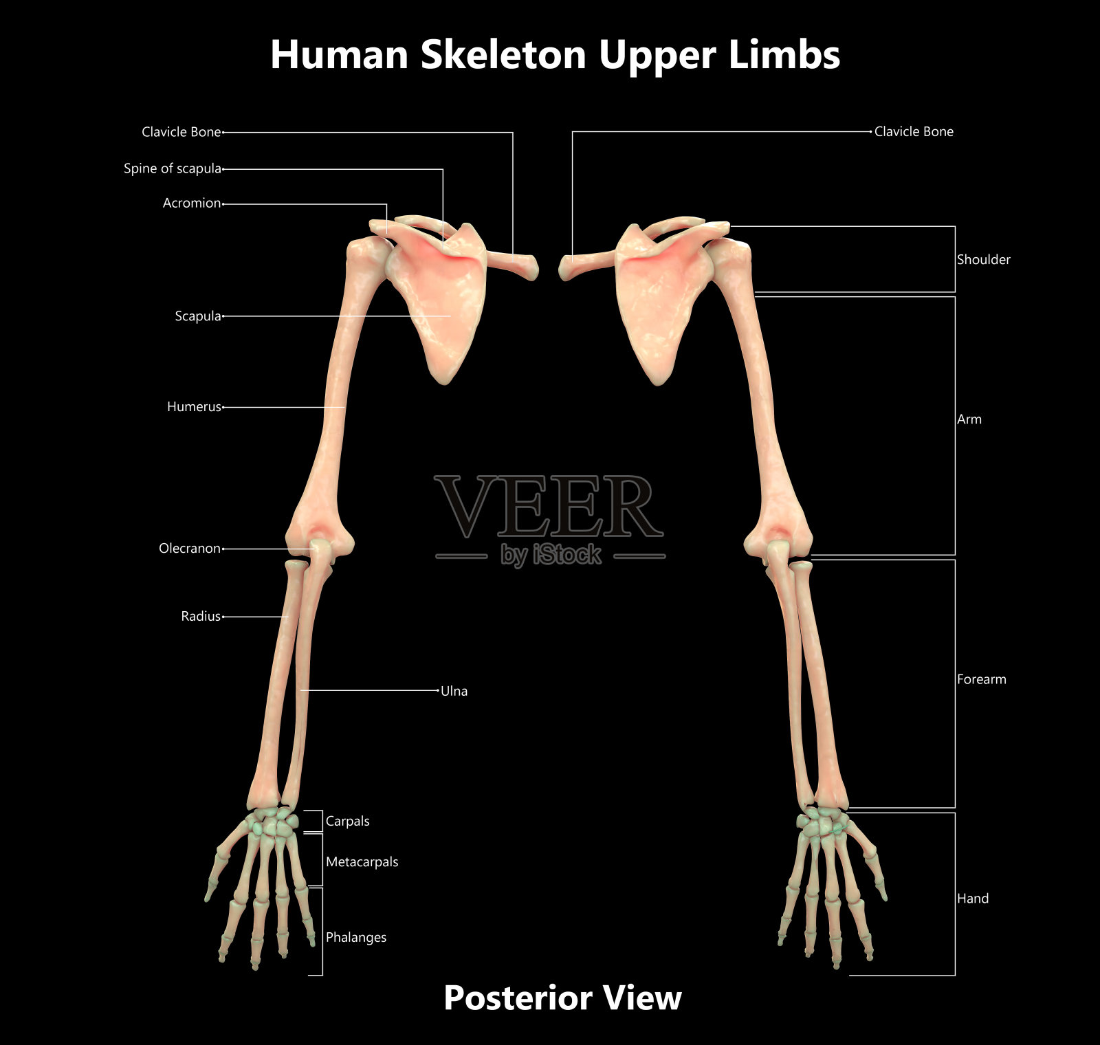 人体骨骼系统详细标示解剖(上肢)后视图插画图片素材