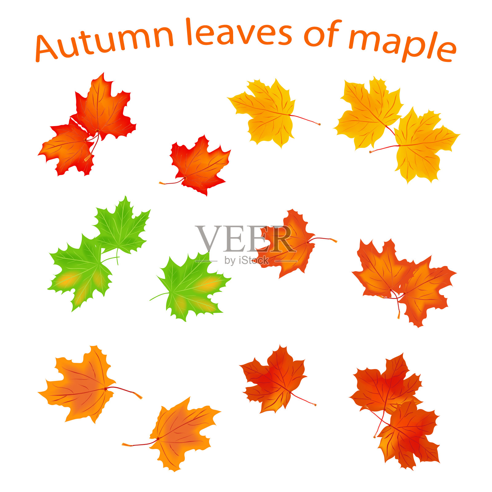 一组枫叶。明亮的秋叶。黄色和红色的秋叶，孤立在白色的背景上。向量。插画图片素材
