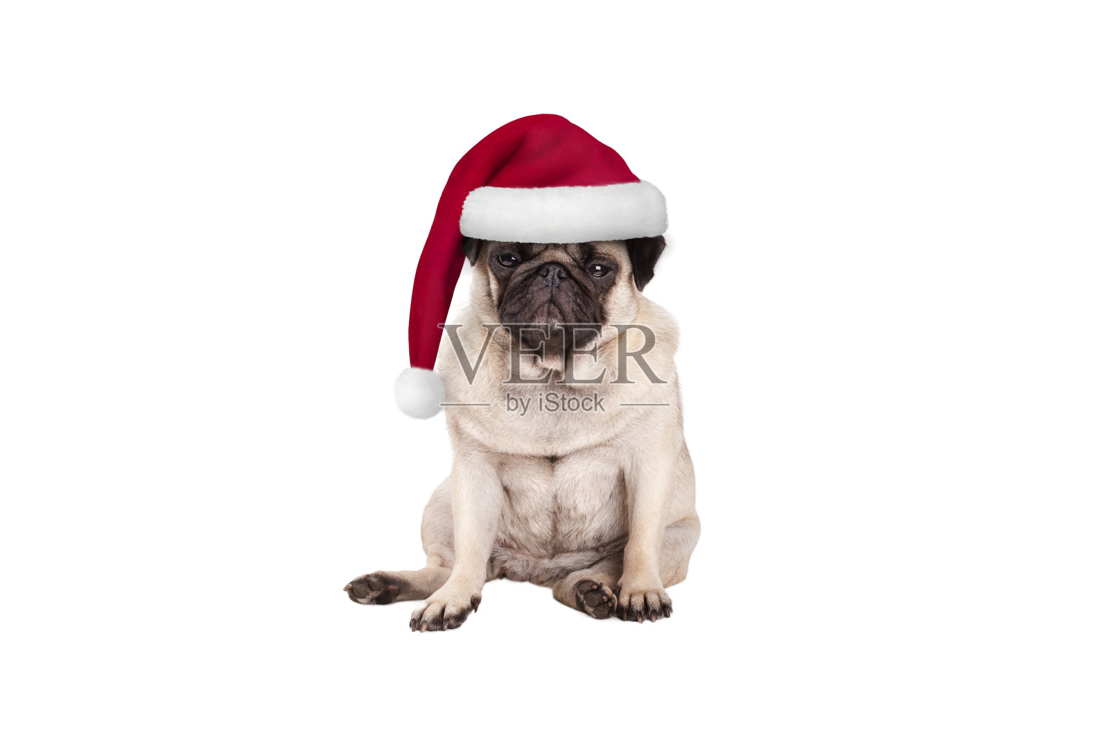 可爱的哈巴狗狗戴着圣诞帽，坐下来，看起来脾气暴躁照片摄影图片