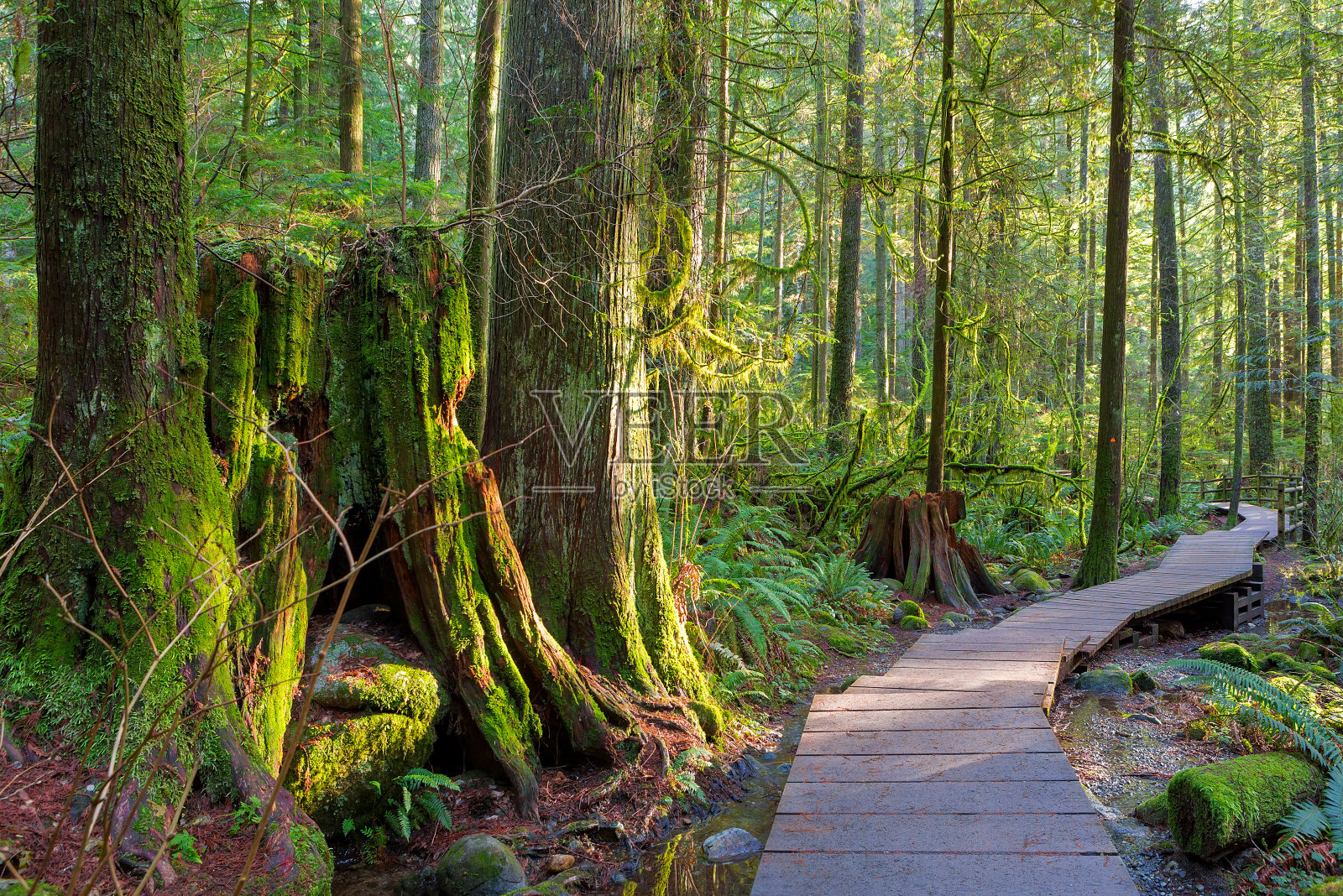 木材步道小径徒步穿越林恩峡谷公园的森林在加拿大卑斯省的市政照片摄影图片