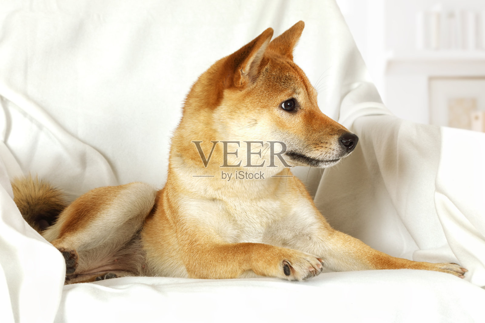 日本柴犬纯种犬照片摄影图片