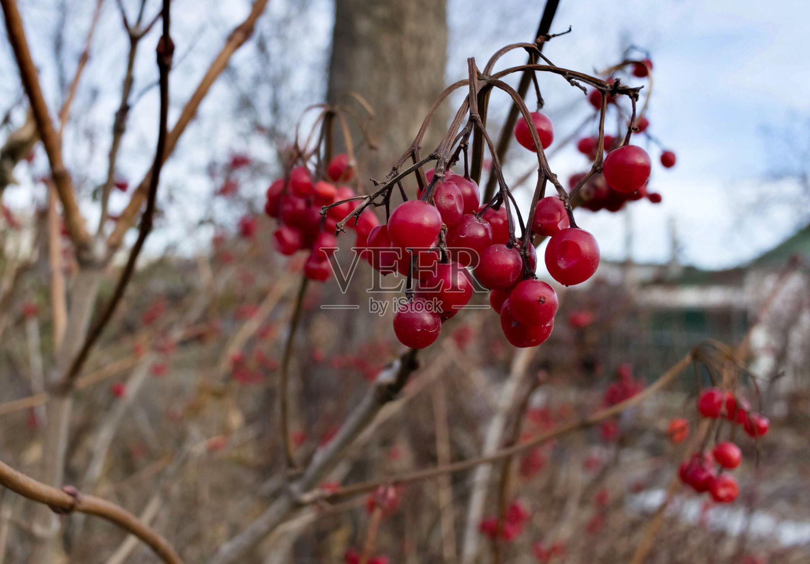 深秋灌木上成熟的荚蒾浆果照片摄影图片