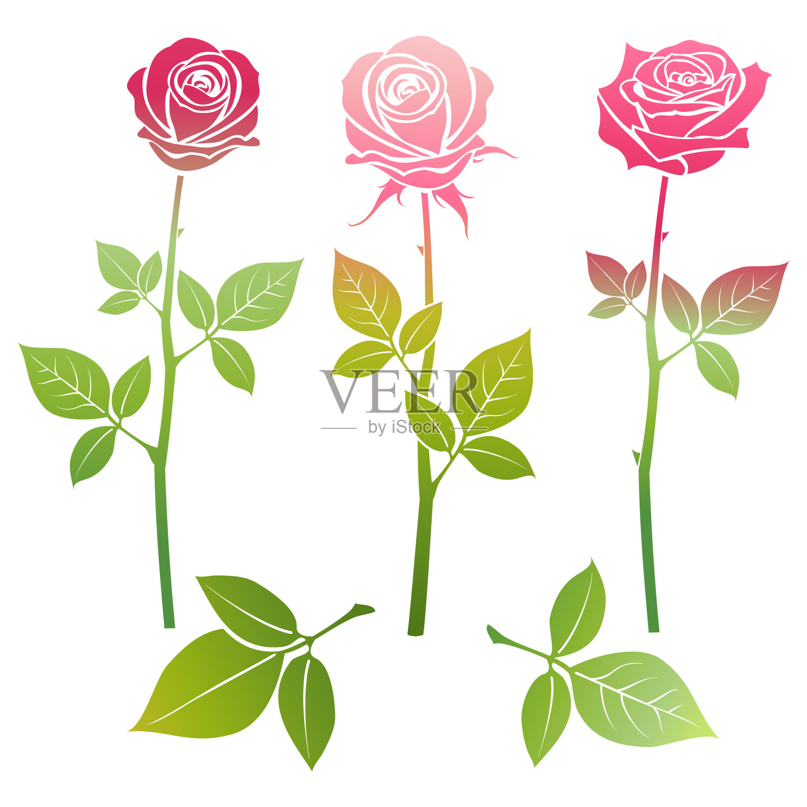 鲜艳的春天玫瑰剪影插画图片素材