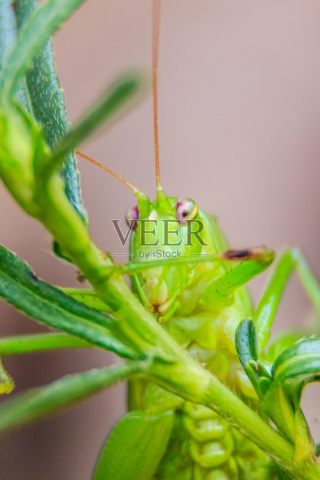 可爱的长角蚱蜢，或螽斯科，或叶蝉栖息在绿色的叶子和绿色的背景上照片摄影图片