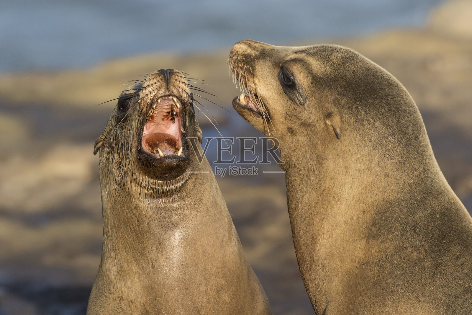 雄性加利福尼亚海狮争夺领地照片摄影图片