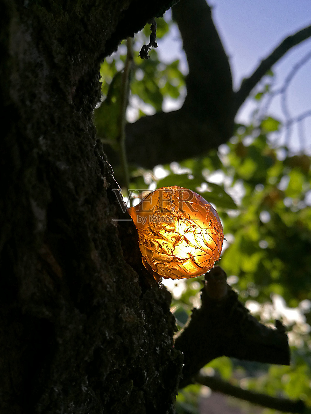 果树，李子树，树脂球树被太阳照亮照片摄影图片