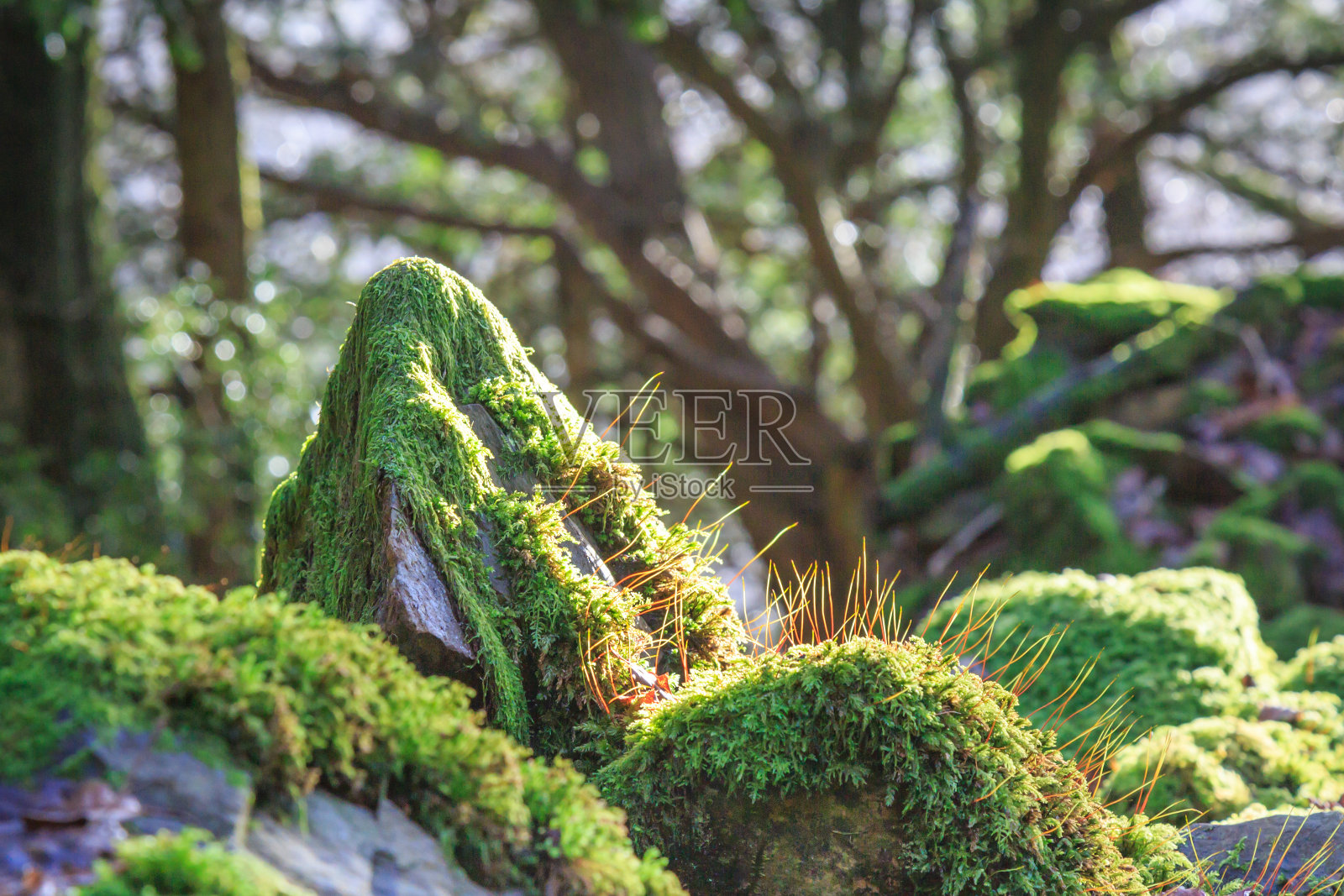 林地苔藓的生长照片摄影图片
