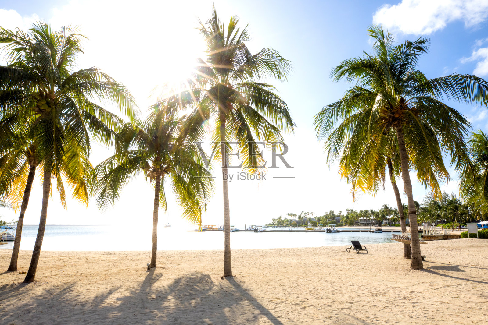 加勒比海开曼群岛海滩上的热带棕榈树照片摄影图片