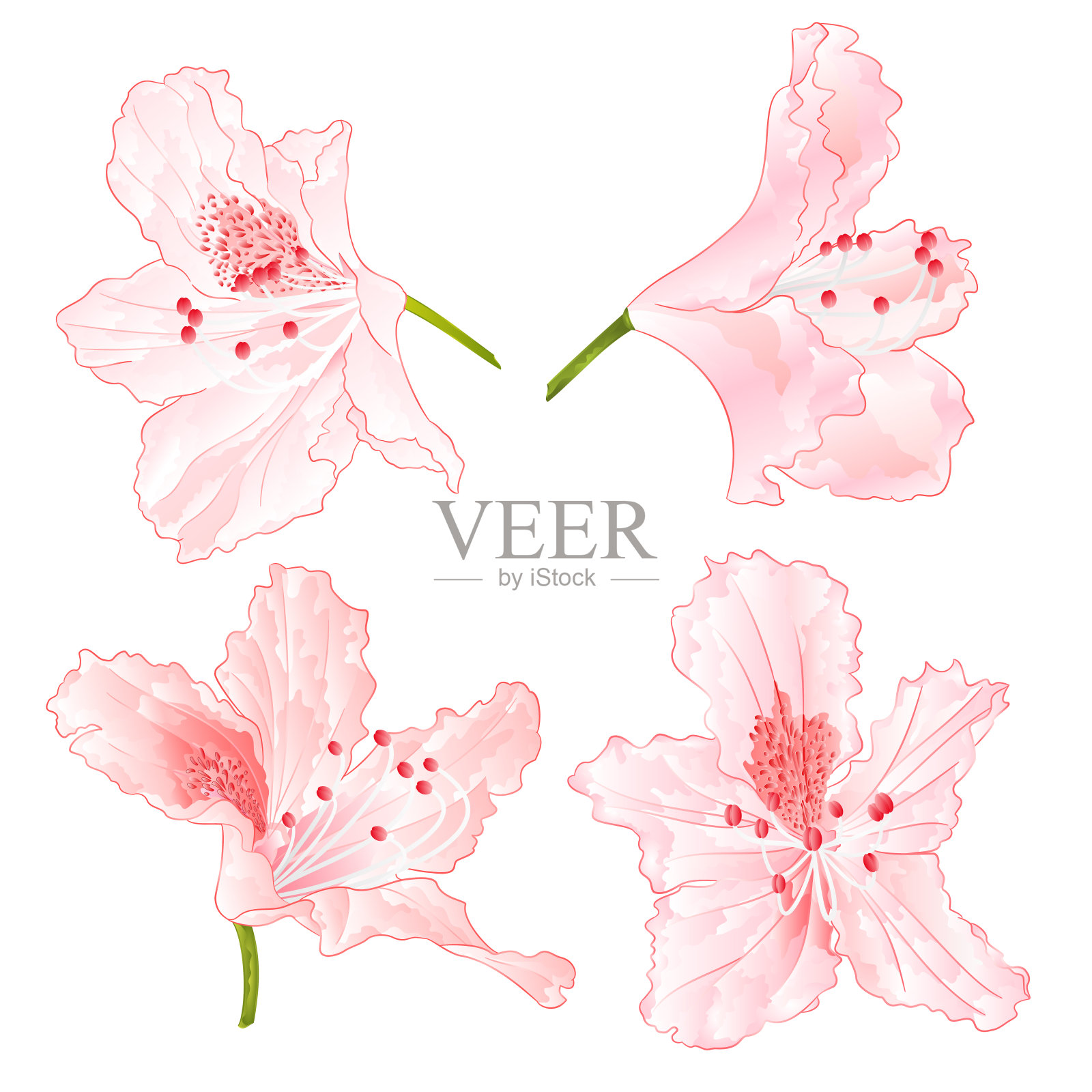 花浅粉色的杜鹃花设置在白色背景上的三个复古矢量插图可编辑插画图片素材