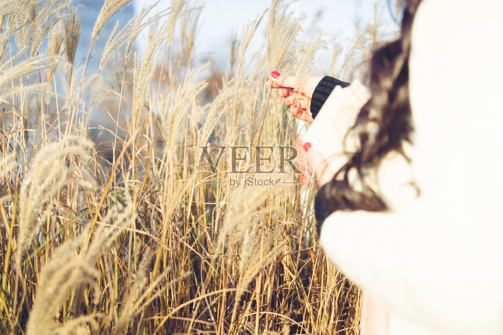幸福的女人抚摸着芦苇植物照片摄影图片