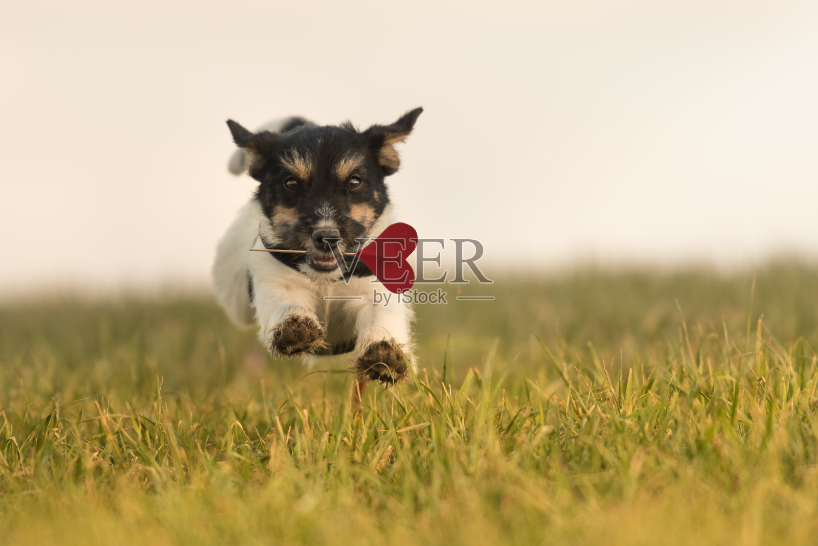 浪漫的狗狗杰克·罗素在草地上奔跑，6个月大。发型的照片摄影图片