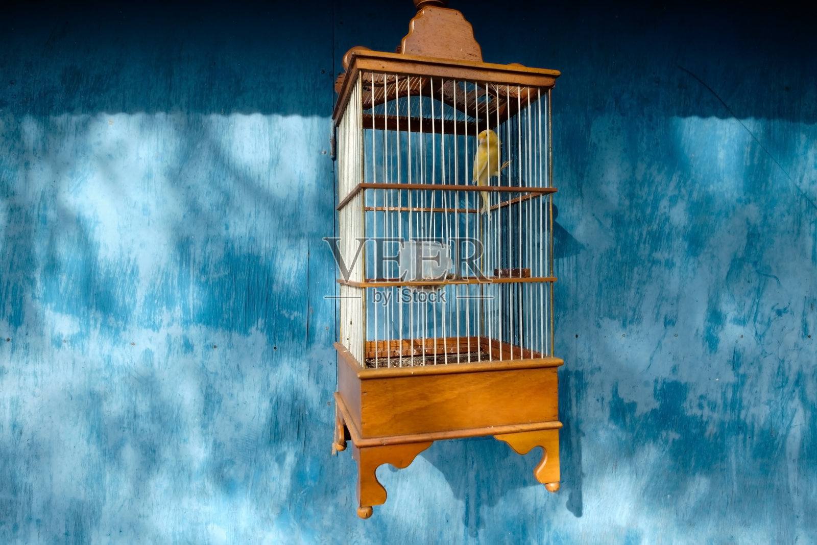 蓝色背景中的笼子里的黄色金丝雀照片摄影图片