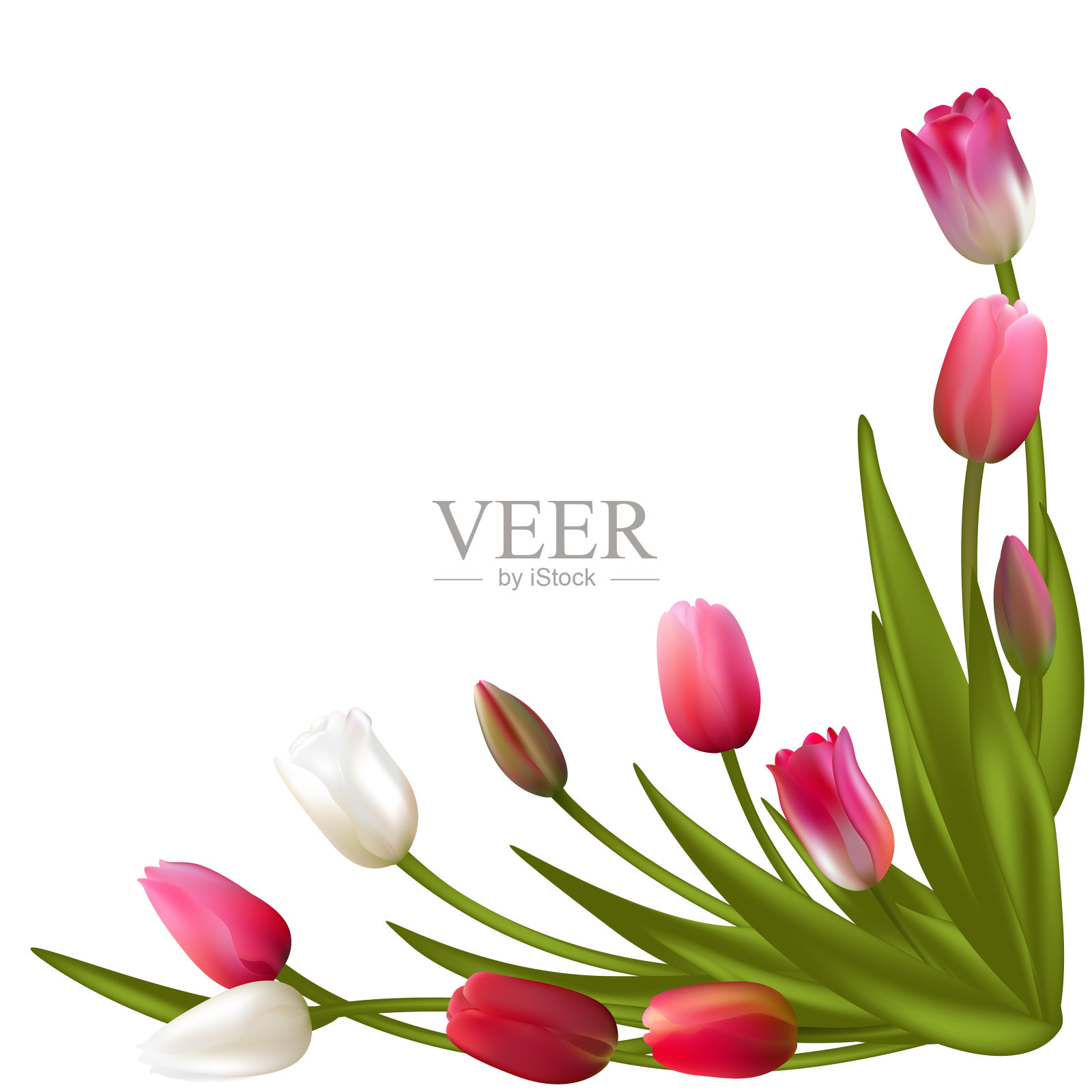 郁金香。春天的花。花的背景。矢量插图。花束。设计元素图片
