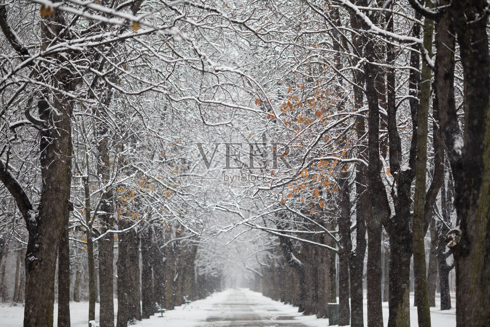 四季-树与雪在小巷在寒冷的冬天的一天照片摄影图片