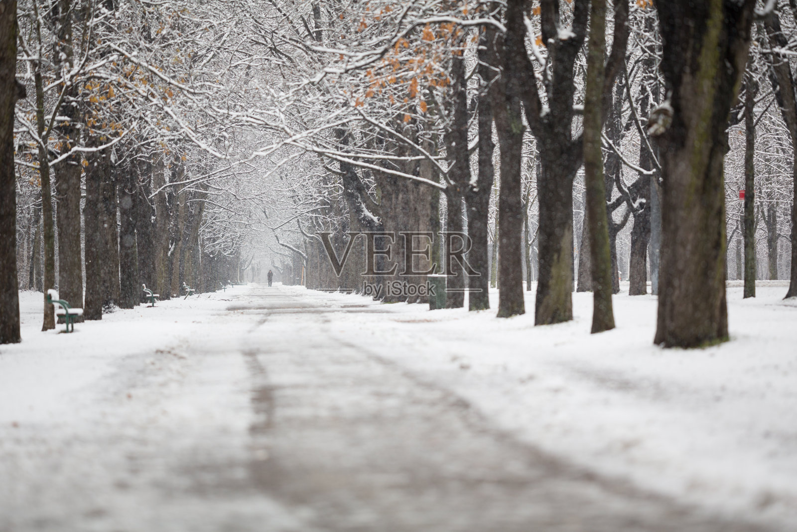 四季-空旷的乡村道路与树木和雪在冬天照片摄影图片