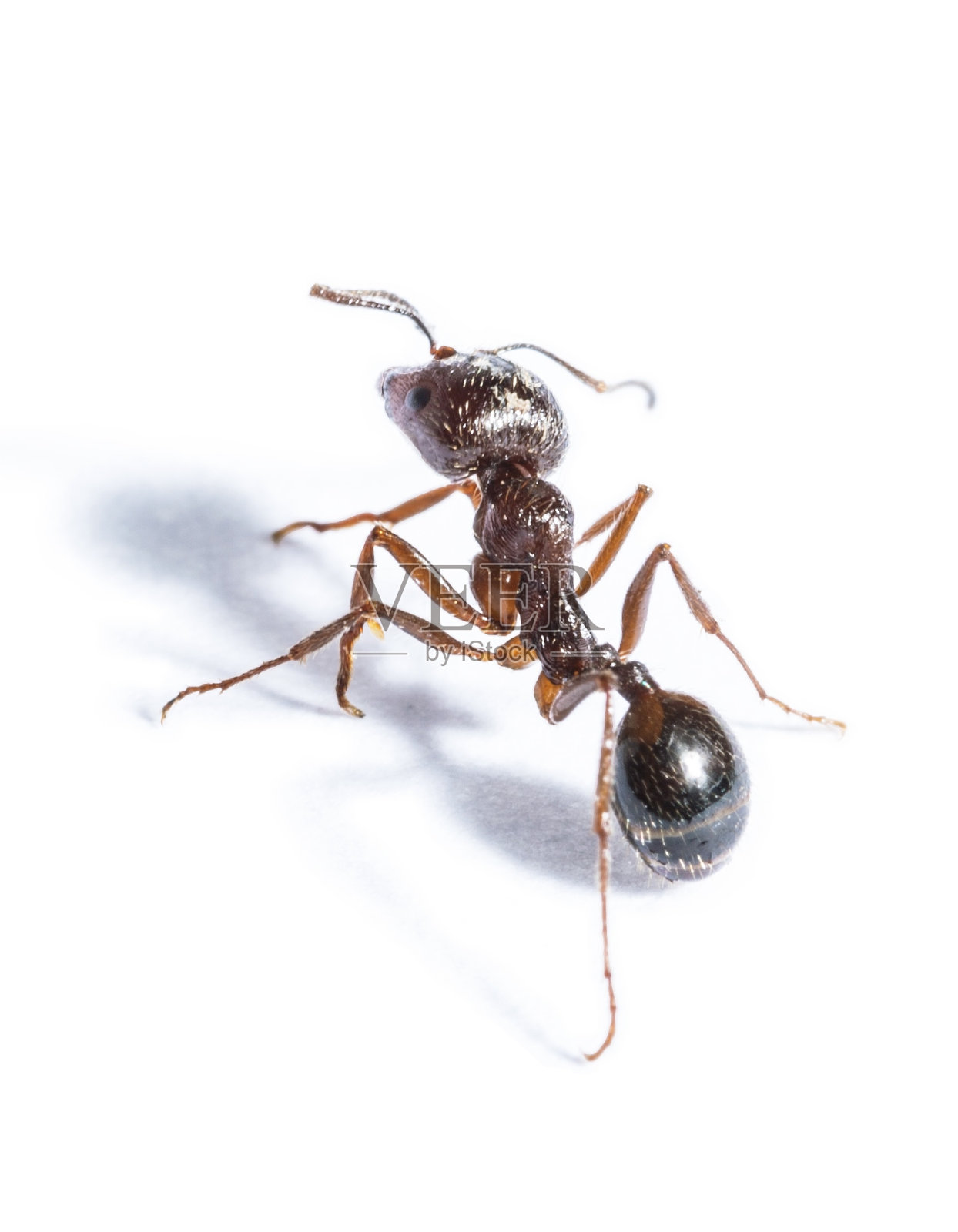蚂蚁。照片摄影图片