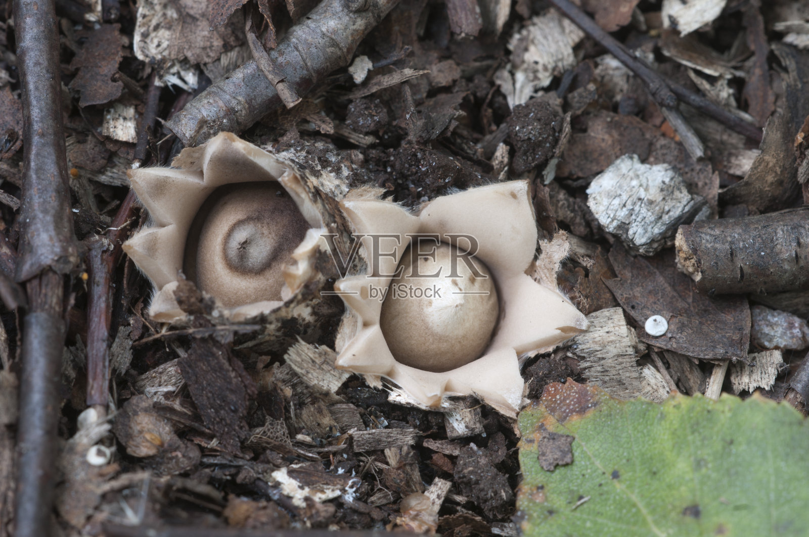 流苏地星(地星毛状体)蘑菇照片摄影图片
