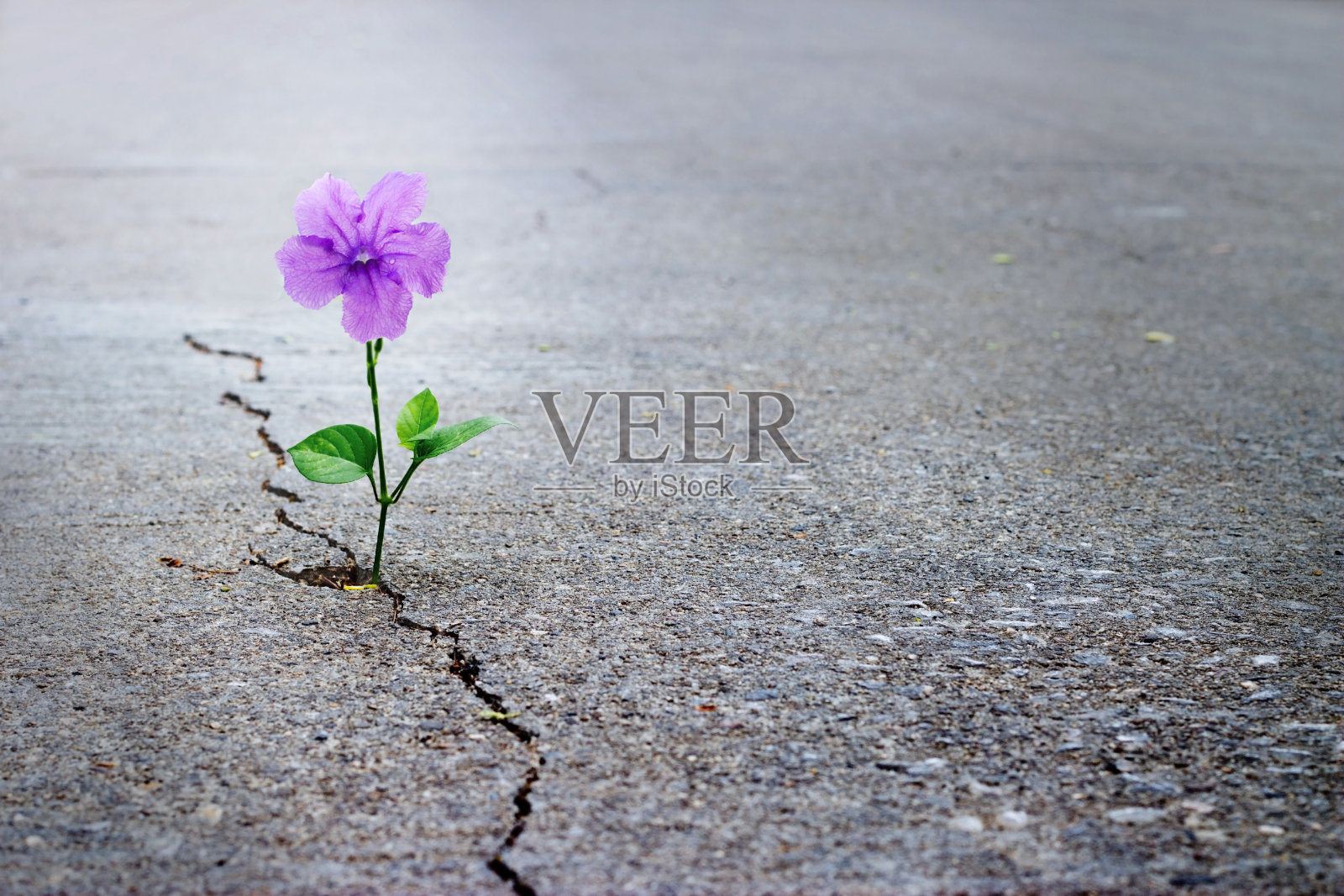 紫色的花生长在裂缝街，软焦点，空白的文字照片摄影图片