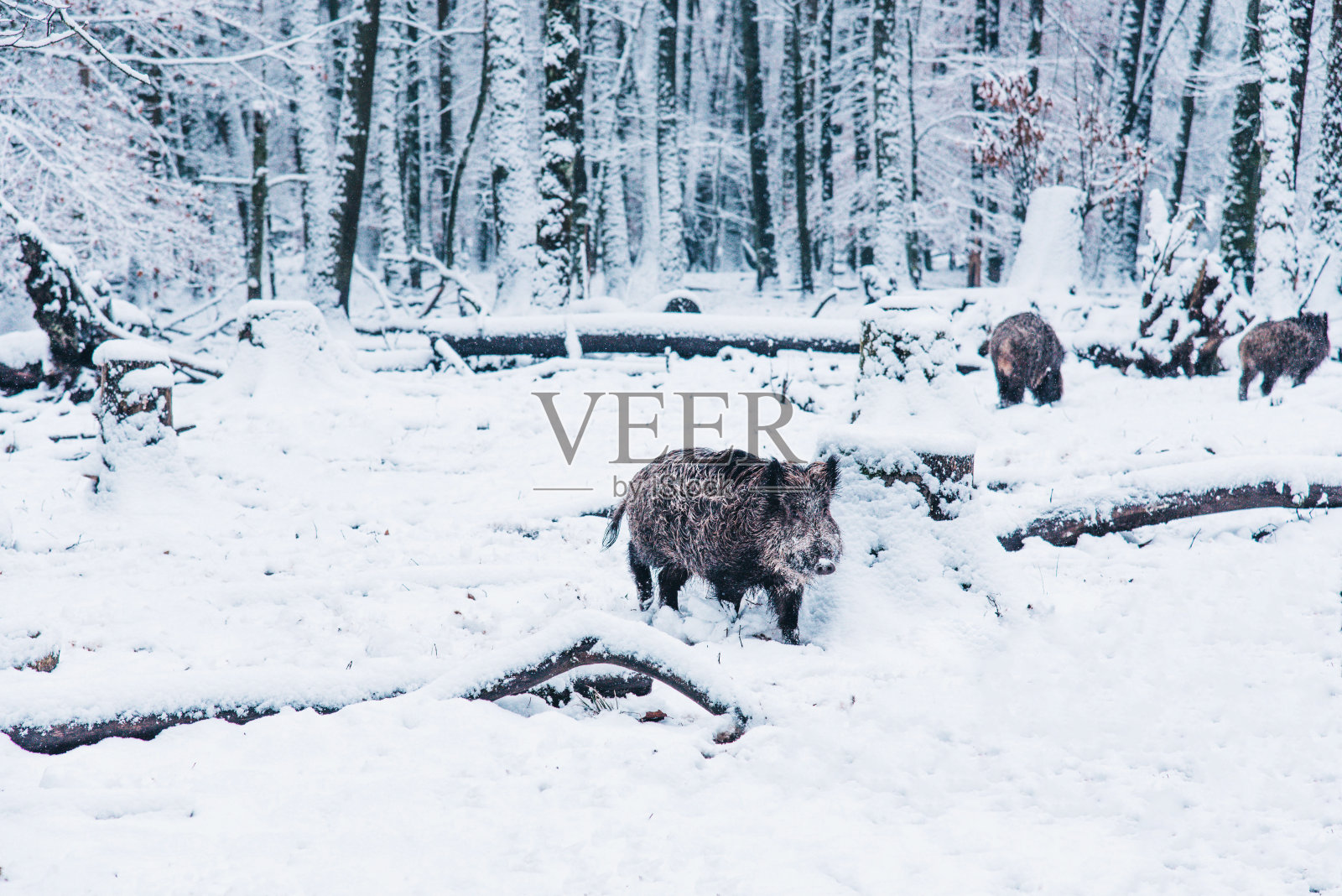 德国黑森林冬天的野猪。照片摄影图片