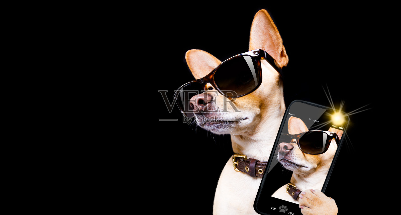 戴着太阳镜的狗摆姿势照片摄影图片