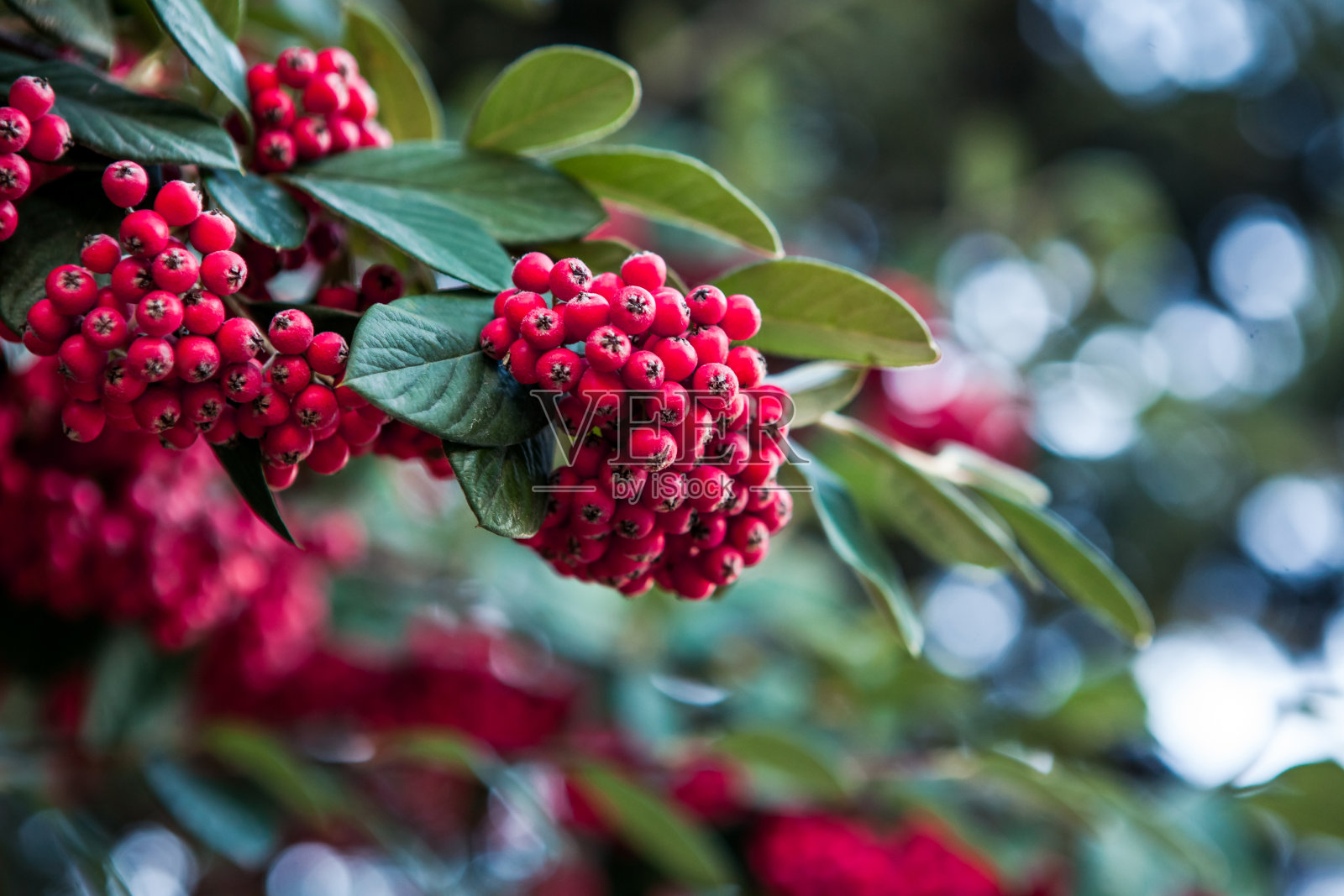 欧洲冬青的叶子和果实照片摄影图片