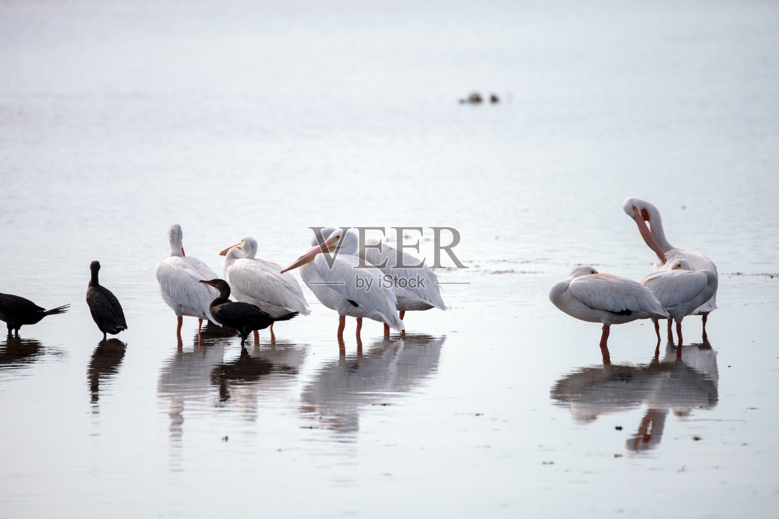 美洲白鹈鹕照片摄影图片