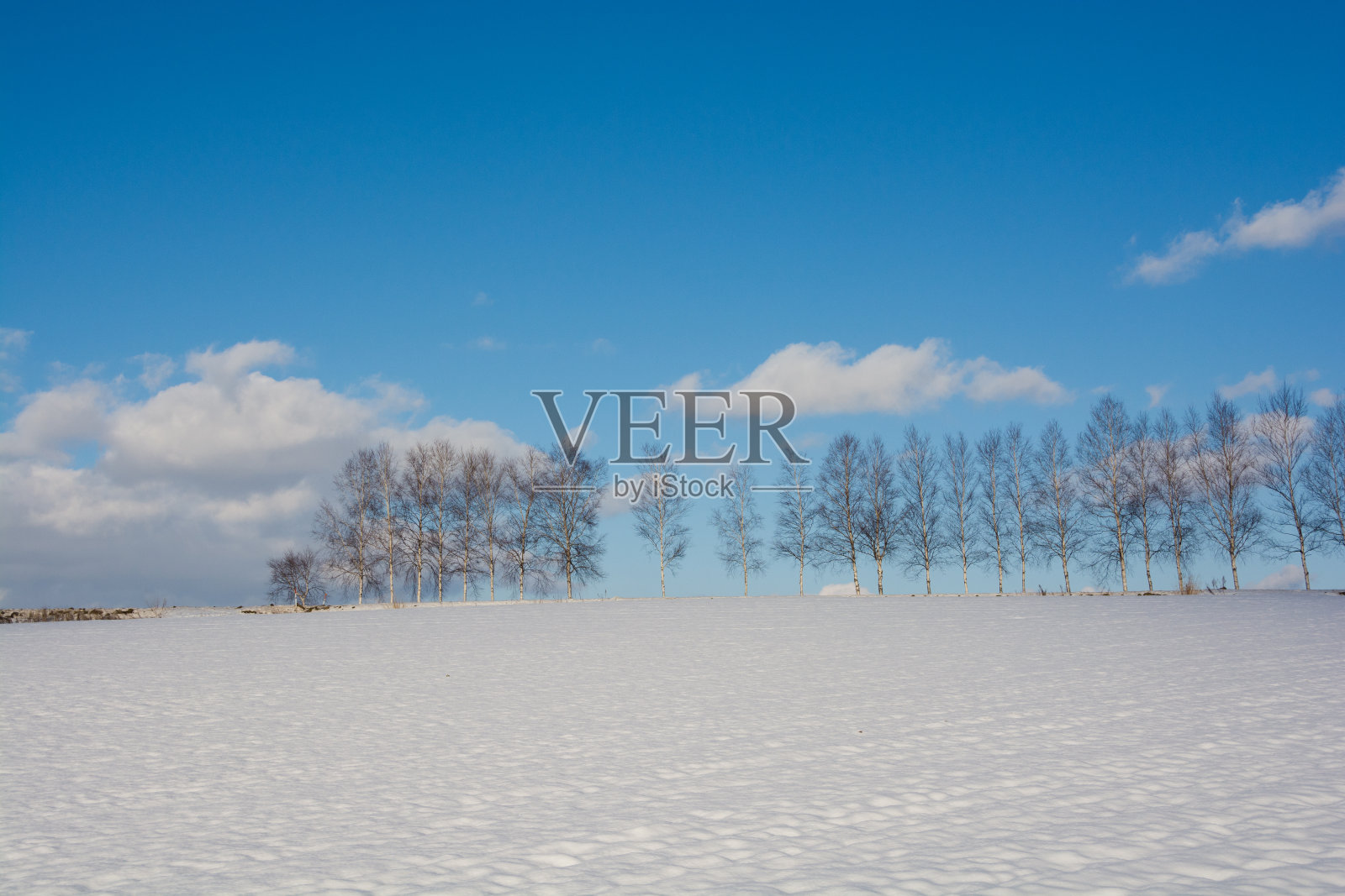 冬天碧蓝的天空和白桦树排成一行照片摄影图片