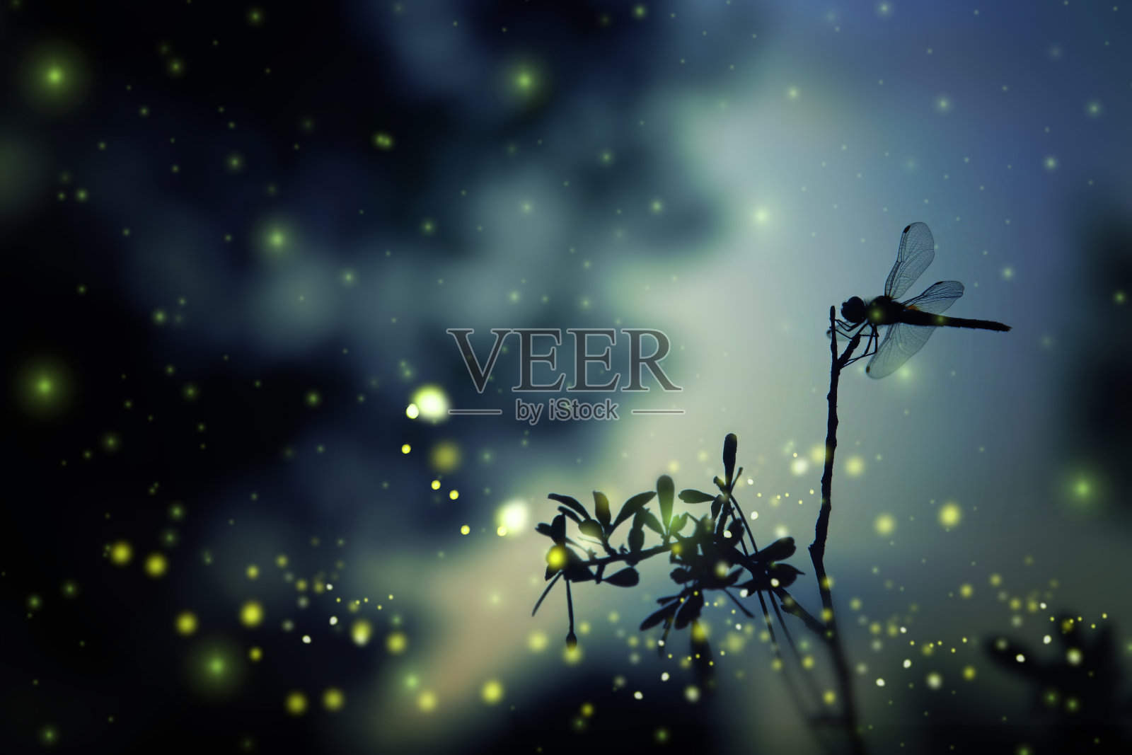 蜻蜓的剪影和萤火虫在夜晚的森林里飞翔的抽象而神奇的形象。童话的概念照片摄影图片