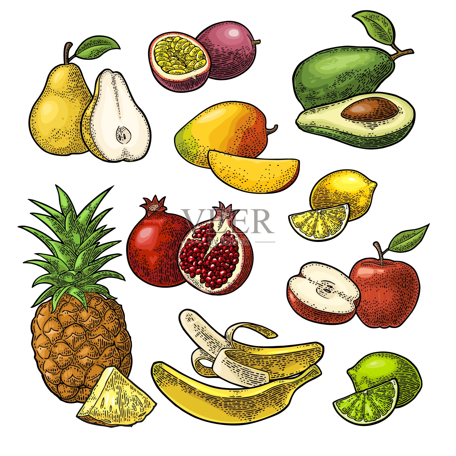 集水果。菠萝，酸橙，香蕉，石榴，樱桃，鳄梨。插画图片素材
