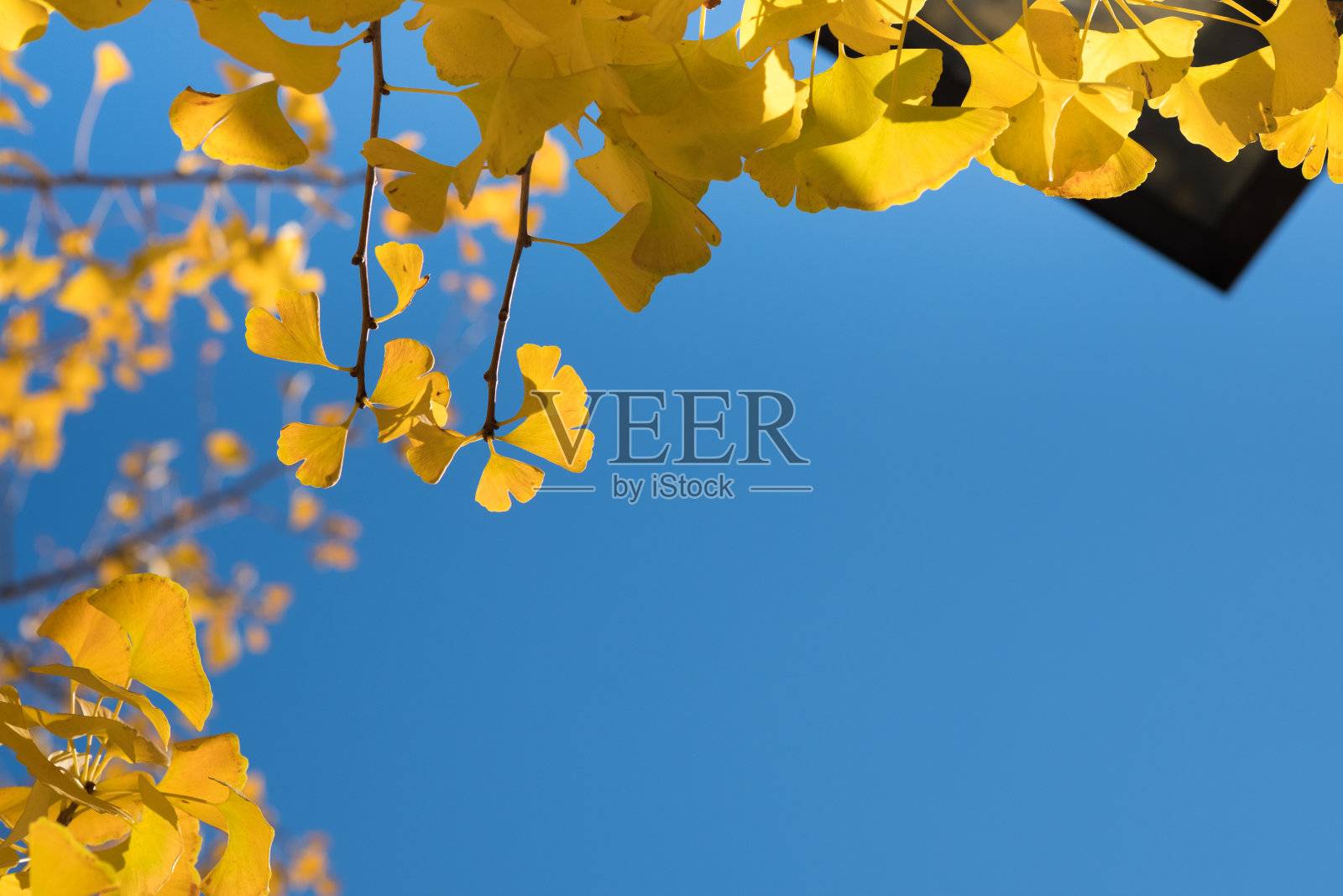 黄色的银杏叶与蓝色的天空与拷贝的空间。照片摄影图片
