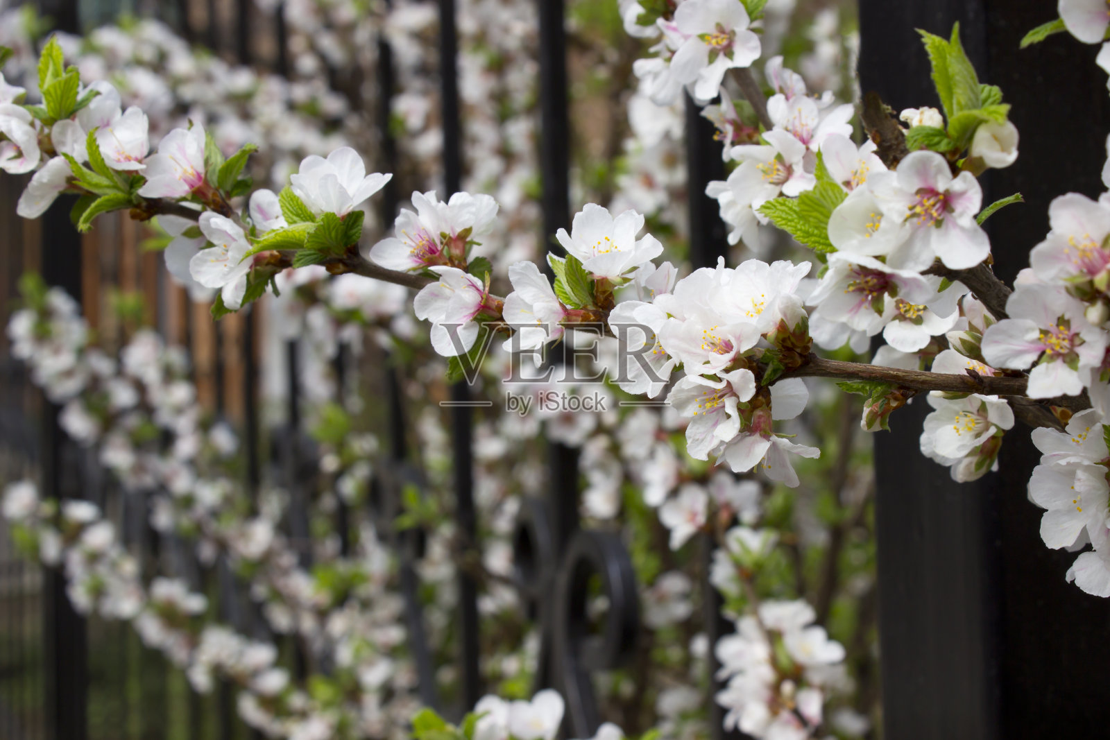 春天的背景，繁花似锦的枝头，盛开着雪白的日本樱花照片摄影图片