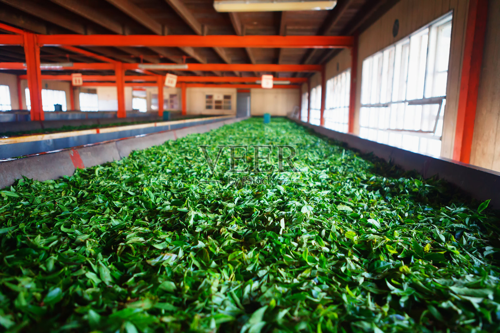 斯里兰卡一家工厂的茶叶发酵、干燥过程照片摄影图片