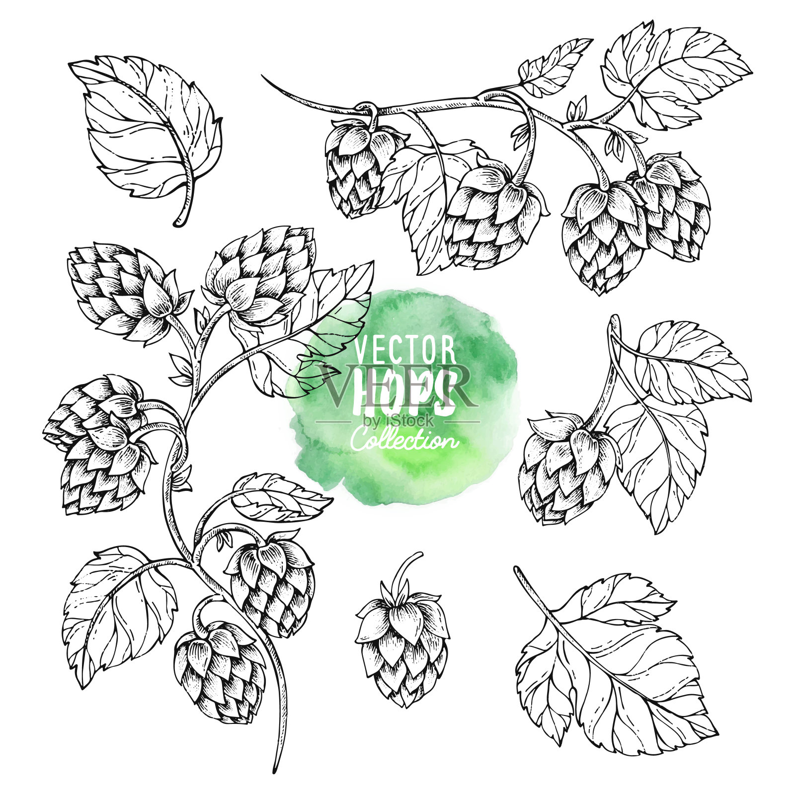 啤酒花植物的草图。啤酒花向量集。Humulus lupus插图包装，图案，啤酒插图。插画图片素材