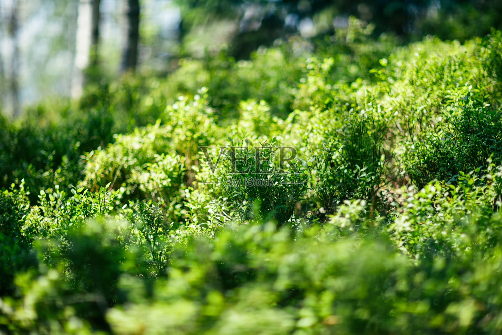 森林中的绿色灌木丛，特写照片摄影图片