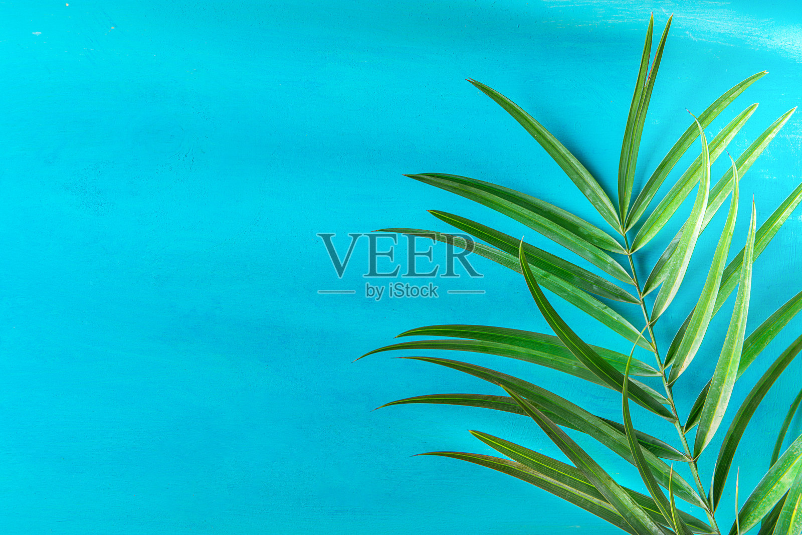 尖棕榈树叶上画浅蓝色墙背景。明亮的早晨阳光泄漏。时髦的风格柔和的颜色。海滨度假乐趣旅游时尚概念。本空间照片摄影图片