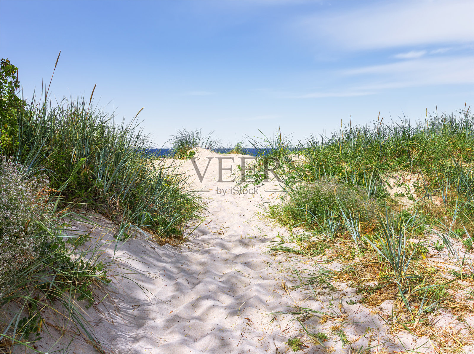 一条通往海边的狭窄的沙路。库尔斯沙嘴遗址。俄罗斯照片摄影图片