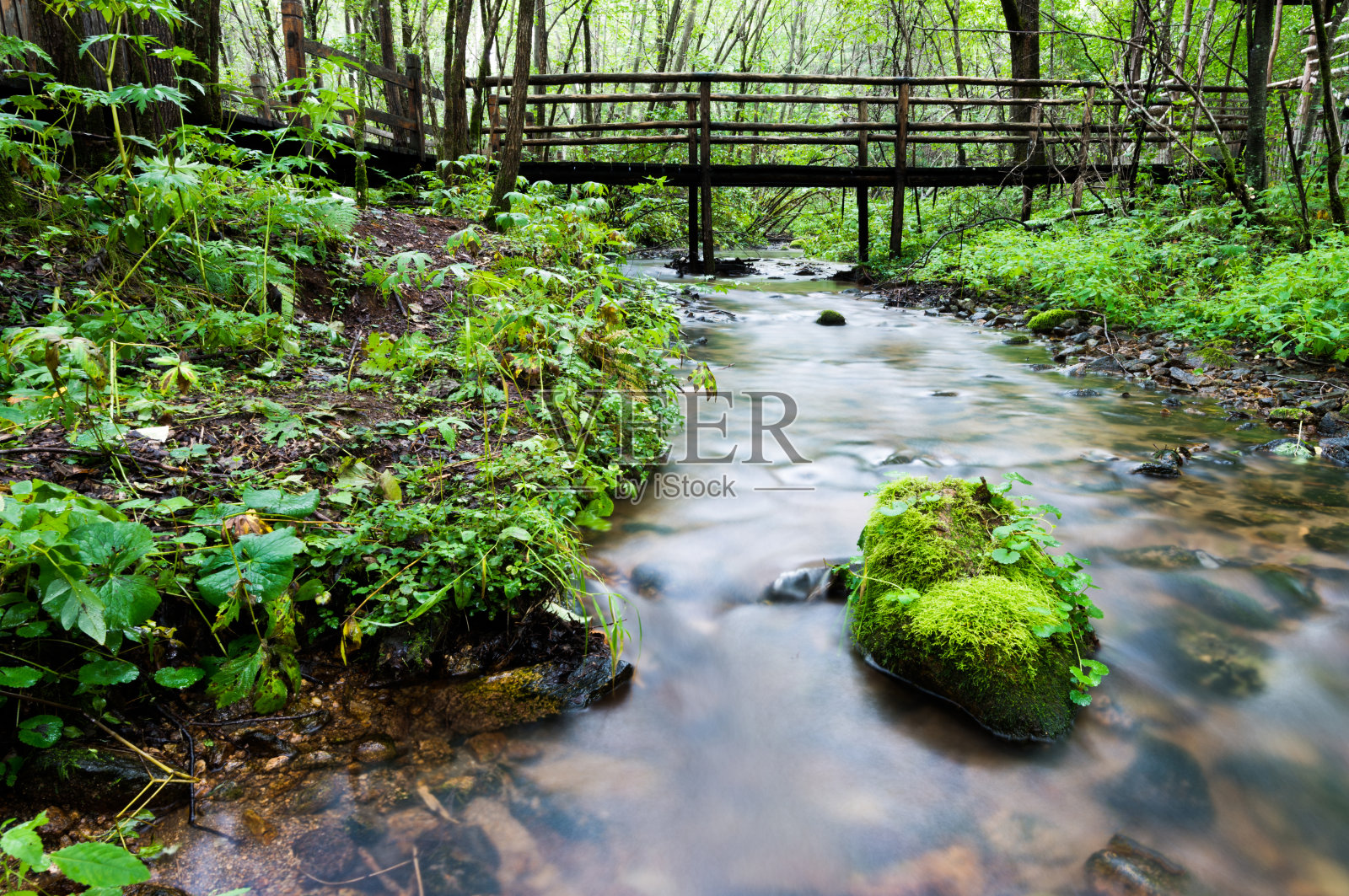 森林河中长满苔藓的岩石照片摄影图片