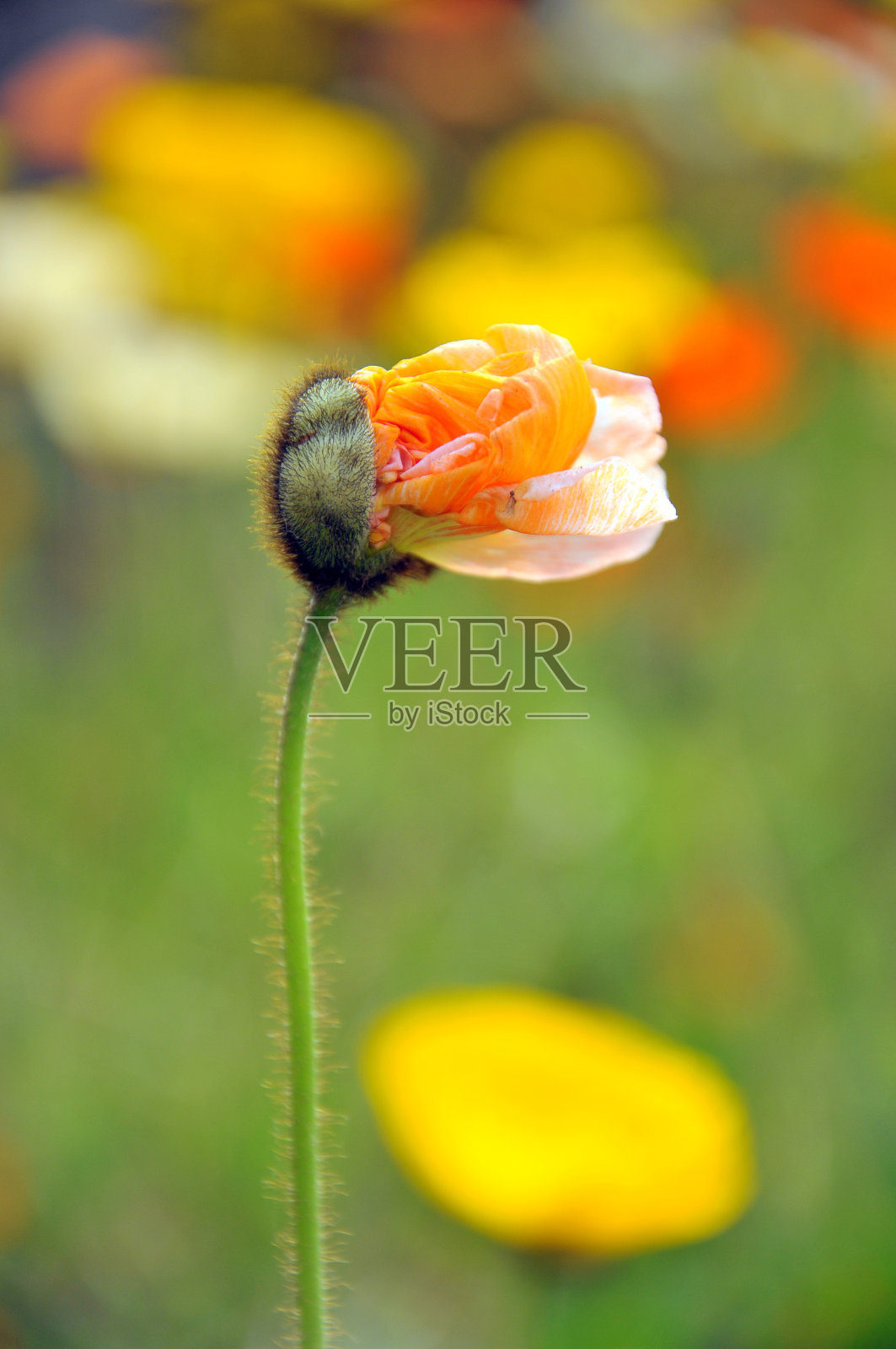 盛开的罂粟花照片摄影图片