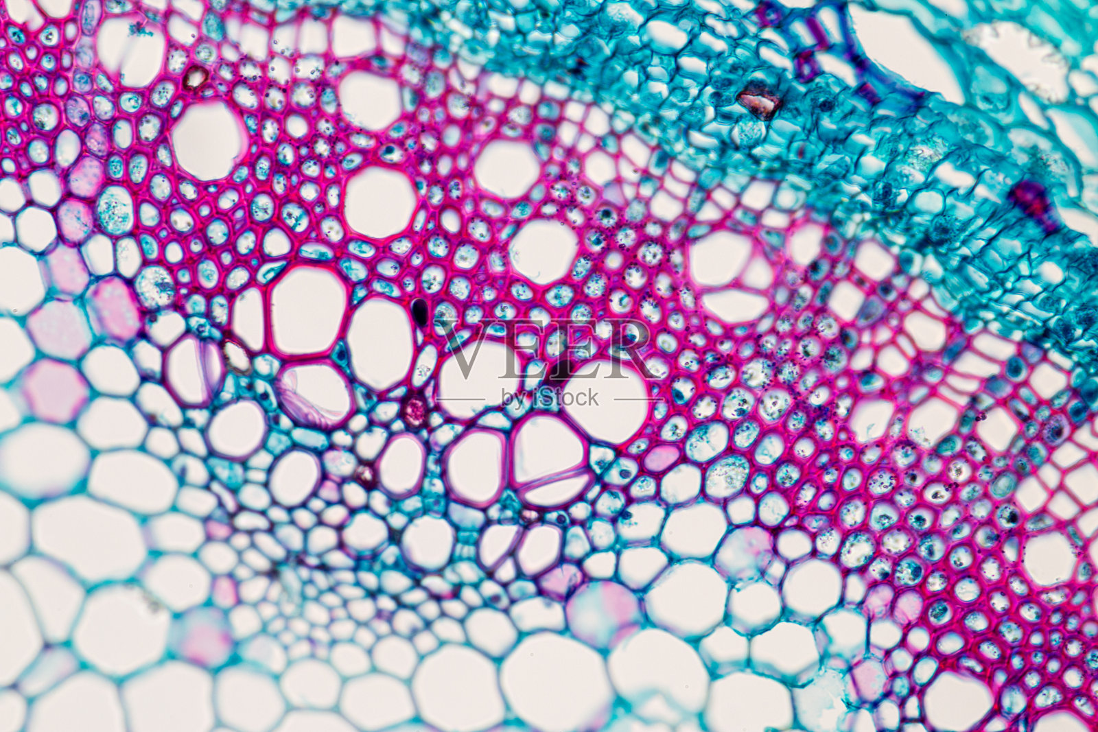 显微世界7- 木本双子叶植物茎横切显微视图 - 哔哩哔哩